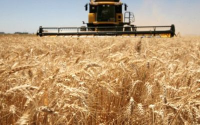 En Rosario la exportación empalmó las cosechas de trigo y propuso 160 dólares